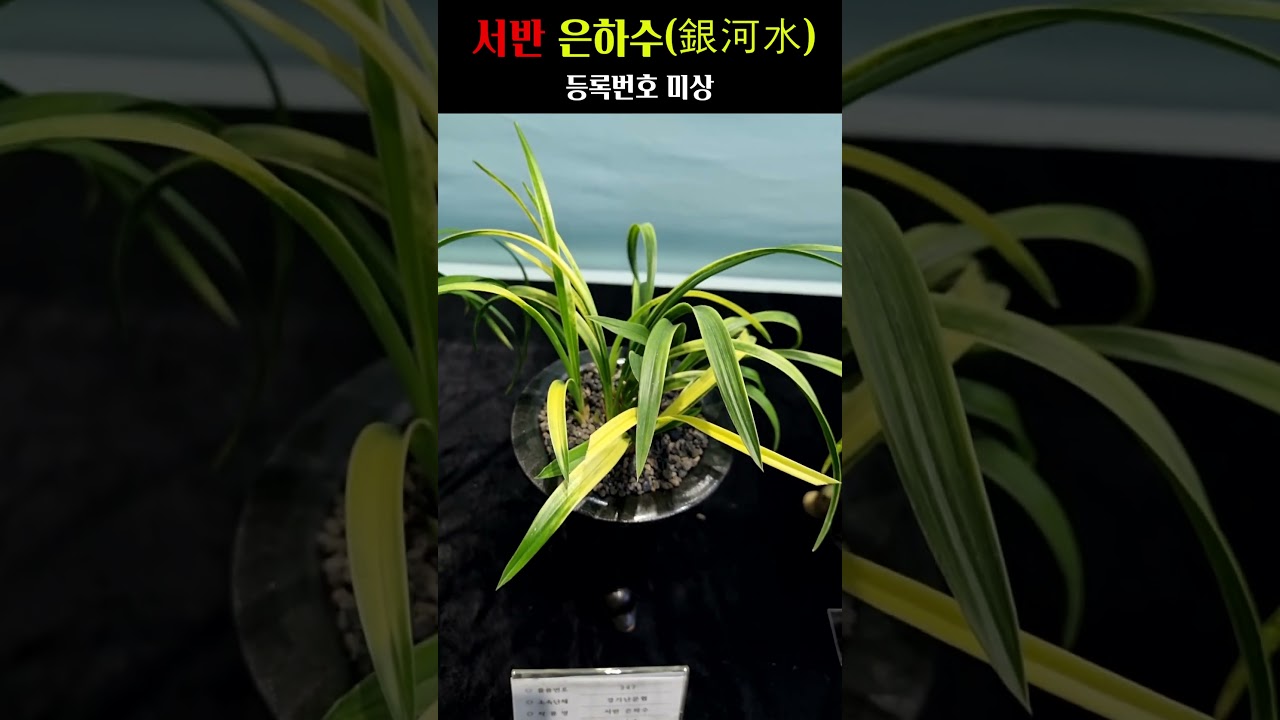 쇼츠 썸네일