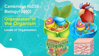 Levels Of Organisation