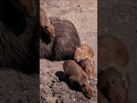 Are There Capybaras In Colombia? #short #shortsvideo