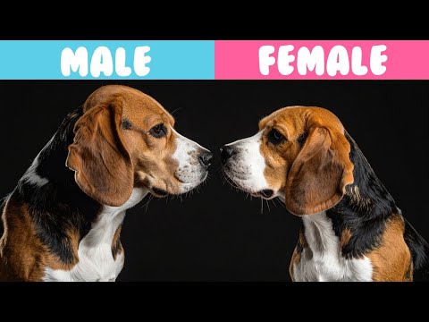 Male VS Female Beagle: 10 Differences You NEED To Know
