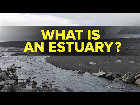 What is an Estuary in Ecosystem? | Environmental Studies