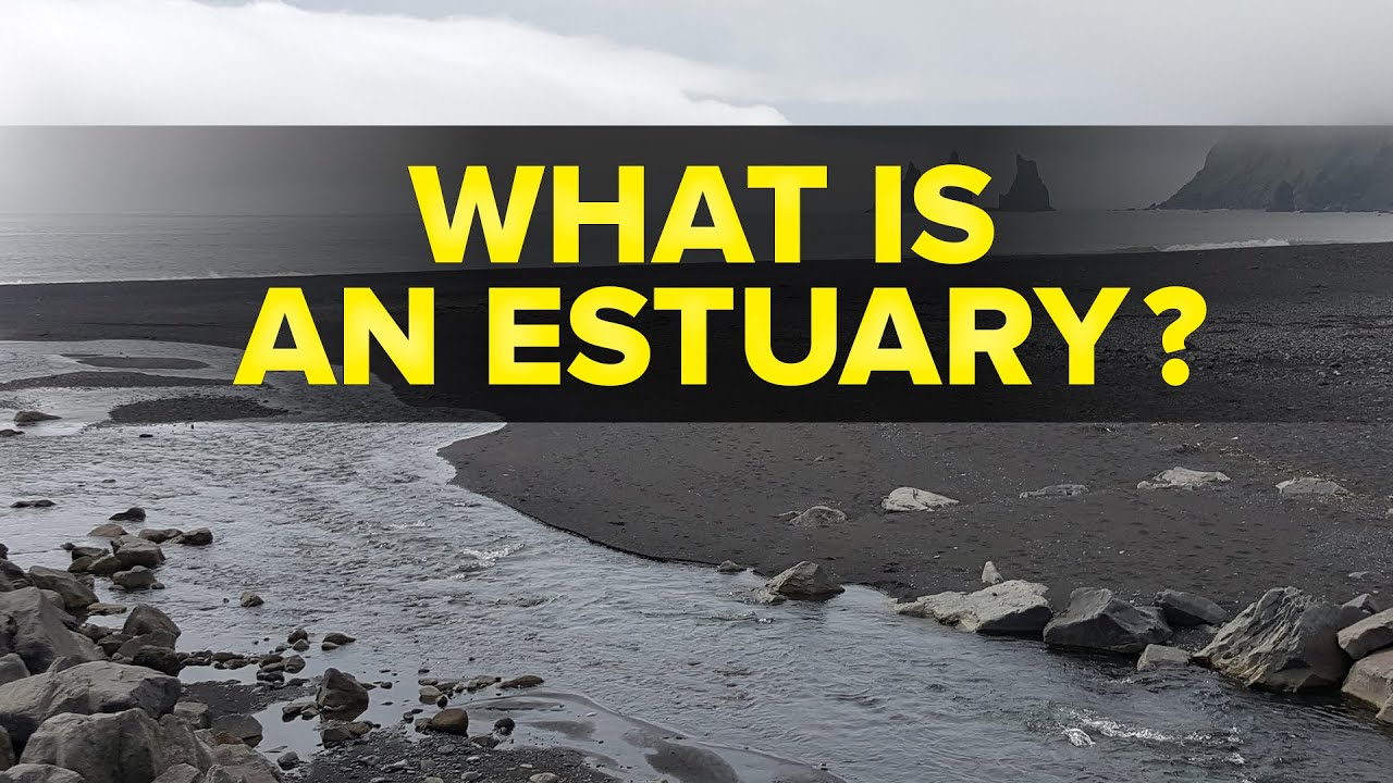 What is an Estuary in Ecosystem? | Environmental Studies | Letstute