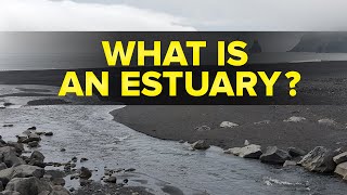 What is an Estuary in Ecosystem? | Environmental Studies | Letstute