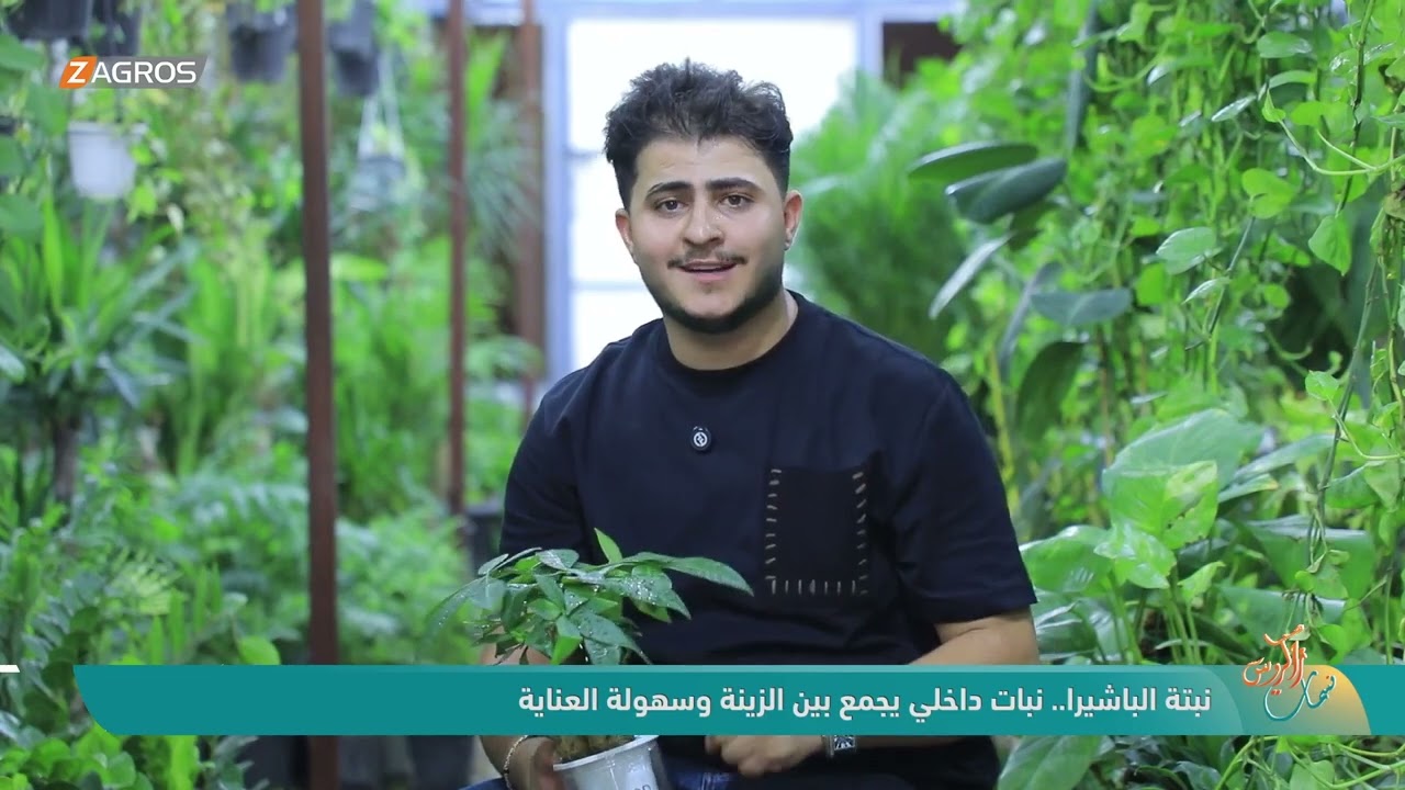فيديو | نبتة الباشيرا .. نبات داخلي يجمع بين الزينة وسهولة العناية | نسمات زاكروس