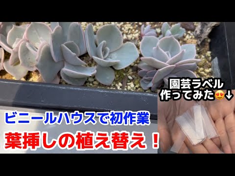 園芸 園芸植物用ラベル