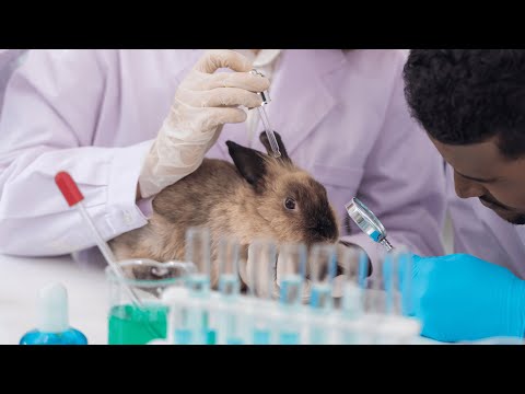 Video: Animal Testing