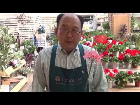 ネリネ、ガーンジーリリー 植物