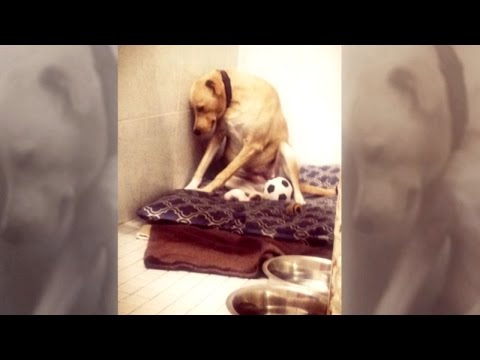 'Saddest Dog' May Be Put Down After He's Returned to Shelter for Second Time