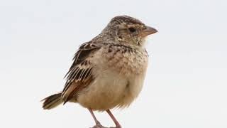 Download lagu BURUNG MONGOLIAN LARK mp3 Download lagu BURUNG MONGOLIAN LARK mp3