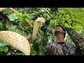 KING COBRA SA TAAS NG PUNO INAKYAT NI COBRA PRINCE