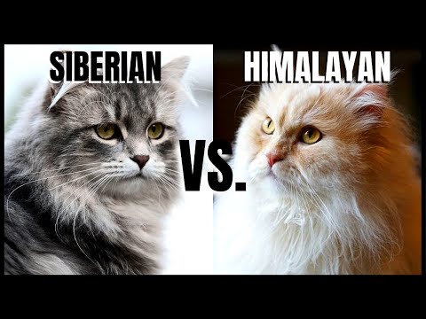 Siberian Cat VS. Himalayan Cat