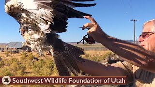 Red Tail Hawk F R E E Again!