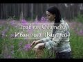 Как правильно собирать иван-чай 