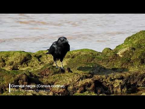 Vídeo de Corvus corone. <em>© César Fernández González