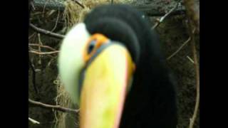 oai e libertat - massilia sound system