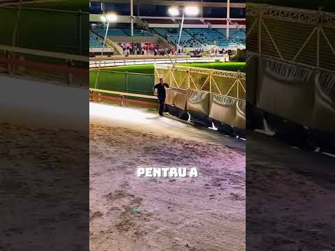 Cel Mai Important Job de Câini(@thegreyhoundgirl)