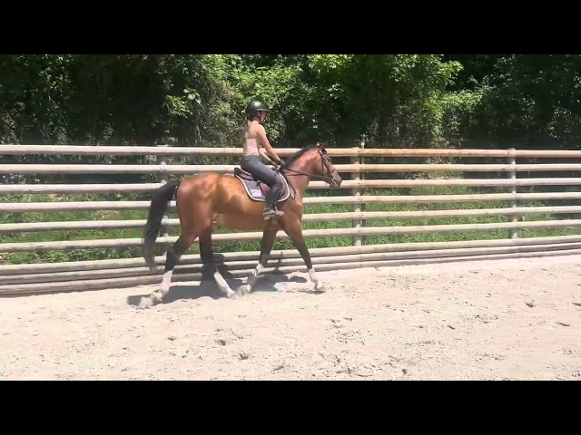 Gelding Selle Français For sale 2022 Bay
