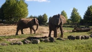 preview picture of video 'ELEPHANTS : ZOO DE BEAUVAL 2012'