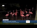 Flamingle With Flamingos At Lion Country Safari