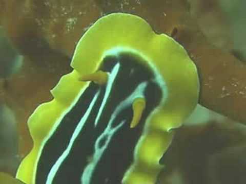 image-How do nudibranchs protect themselves?