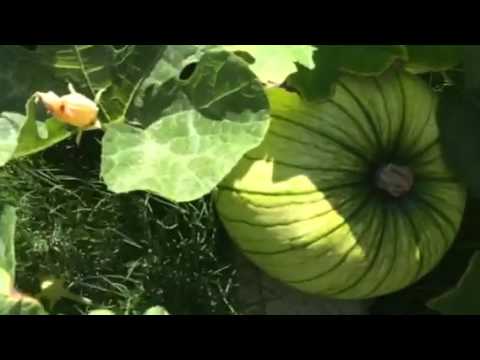 download lagu mp3 mp4 Pumpkin Pie Turned Green, download lagu Pumpkin Pie Turned Green gratis, unduh video klip Pumpkin Pie Turned Green