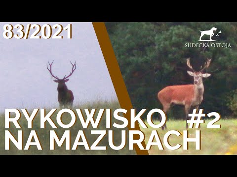 SUDECKA OSTOJA 83/2021. Deer Rut Hunting in Poland.