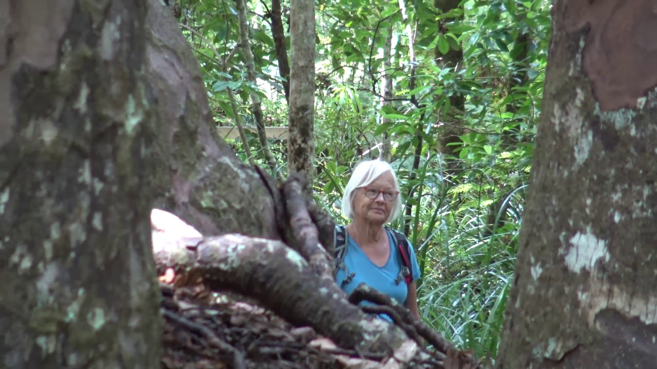 North Island, Kauri Trees