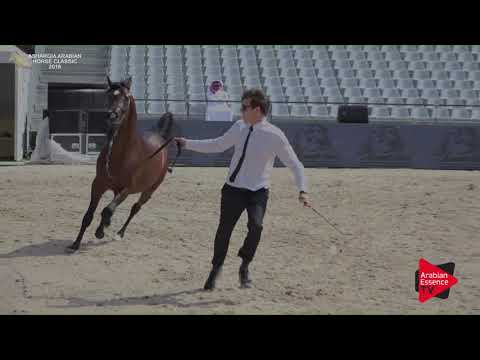 N.184 GHAZAL LNJ II - Asharqia Classic 2018