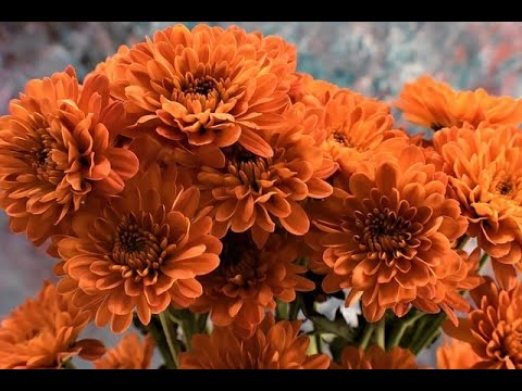 DIVING THE GREAT SCARCIES RIVER BY MARINE SCIENTIST TOWARDS THE LITTLE SCARCIES.