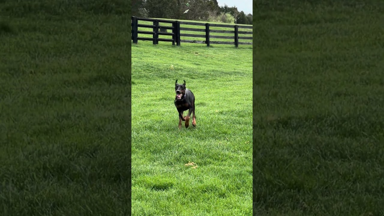 Enlarge Kitty, a ADOPTABLE Doberman Pinscher in Louisville, KY video 5/5