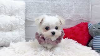マルチーズの動画01