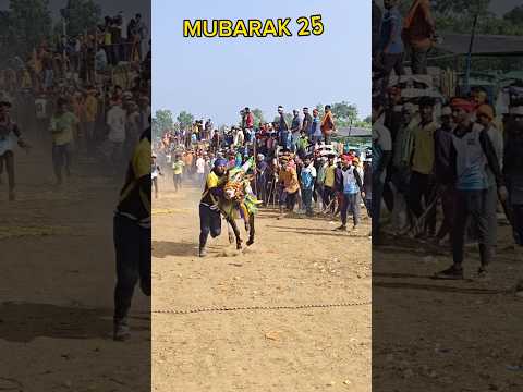 MUBARAK 25 ⭕ maisur huli boys',#jallikattu #hattihabba #horihabbada #trendingshorts #video 💫