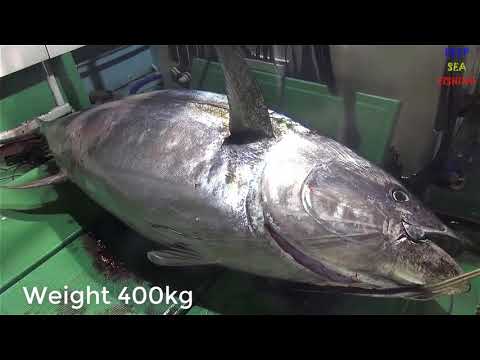 Fishing Skill Amazing Big Giant Tuna Fishing With Modern Fishing Machines😱🐳🐋🐬