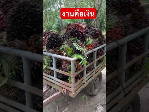 งานคือเงิน#แบบบ้านๆ #อาวหำแหล้