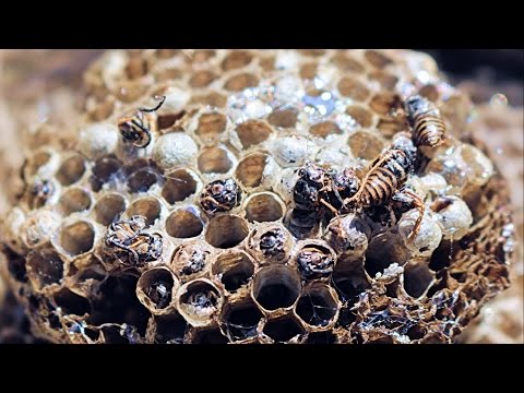 Open abandoned hornet's nest