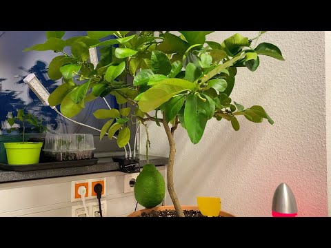 Odc. 94 - "Stara" skierniewicka trafiła do biura.