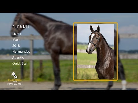 Nina BH (Hermantico x Atlantic x Quick Star) mare, 2018