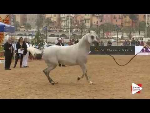 N.69 AIJANA OS - Menton 2016 - Mares 4-6 years old (Class 4)