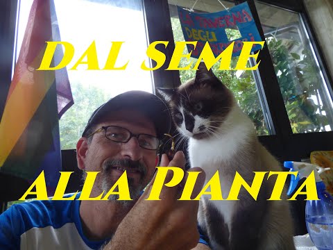 How to Grow a Plum Plant from a Seed #gardening #gardenersworld #tutorial