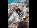 Brain Tickler