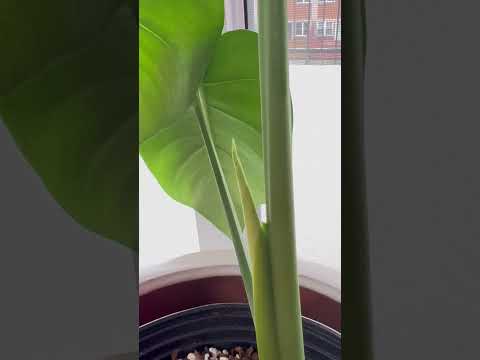 うちのモンステラ・デリシオサが泣いているのはなぜですか？これは悪い兆候ですか？  庭園