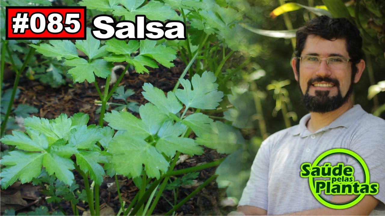 Saúde Pelas Plantas - Salsa [hipertensão arterial, alergias, diabetes, câncer de mama, menopausa]