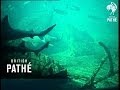 Manly Marineland 1967