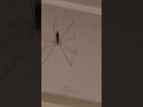 Aus Spider Daddy Long Legs (cellar spider) trying to spin its way out of trouble 🤣 Sub for more!