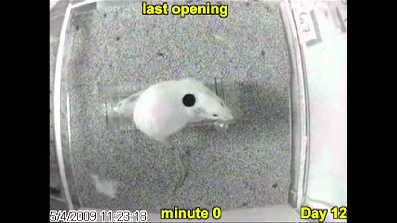 ラットが閉じ込められた仲間の扉を開ける実験映像
