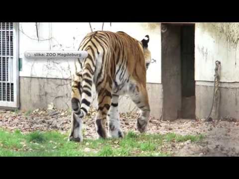 Nova tigra v živalskem vrtu