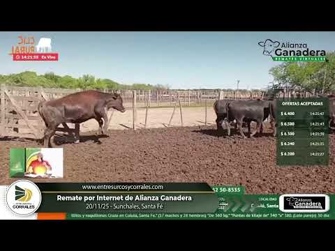 20-11-25 - Remate por Internet de Alianza Ganadera - Sunchales, Santa Fé