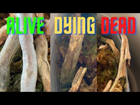 Identifying ALIVE VS. DYING VS. DEAD Orchids Roots!