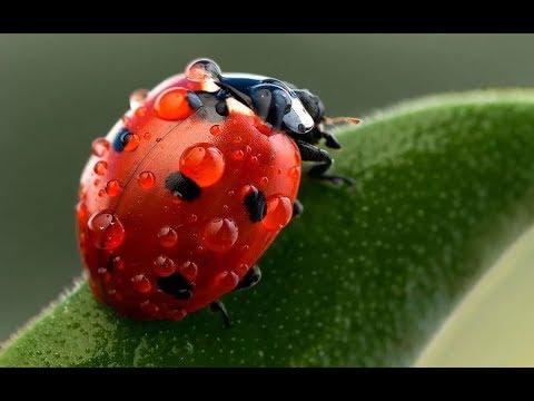 Как правильно запускать Божью Коровку