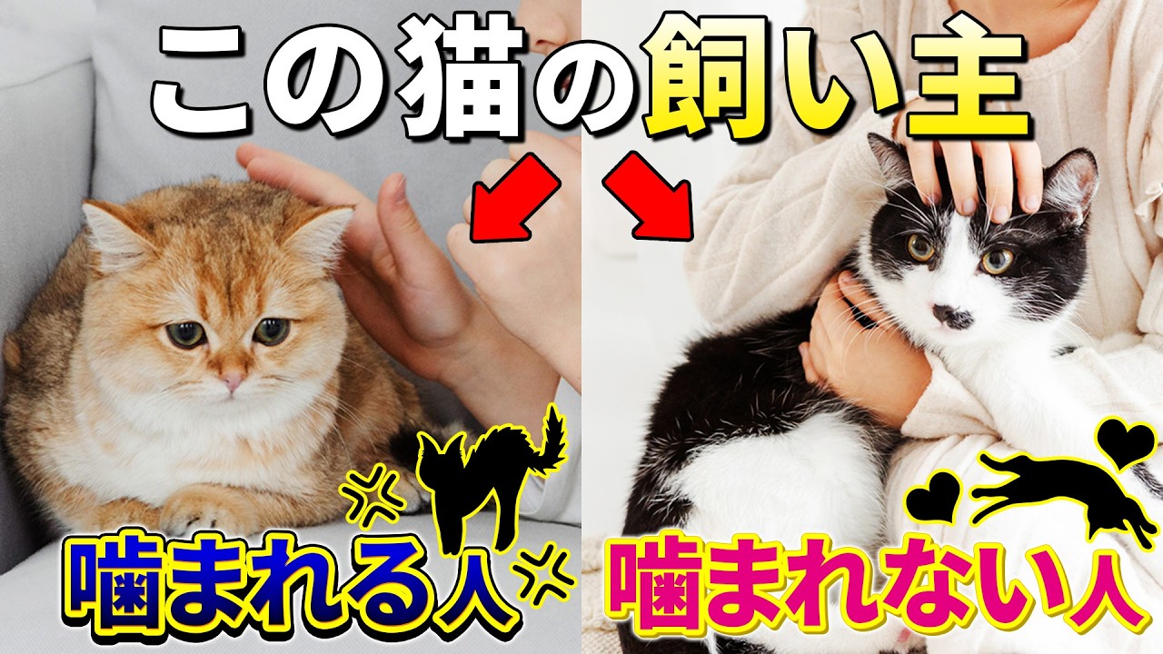 【お知らせもあるよ！】当てはまってたら要注意！猫の噛み癖の治し方、距離感の取り方、去勢避妊のメリットetc